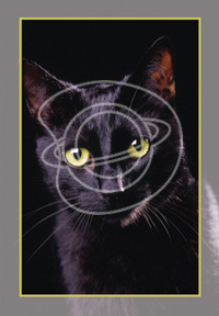 Cats and Dogs Wholesale Greeting Cards