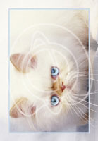 Cats and Dogs Wholesale Greeting Cards