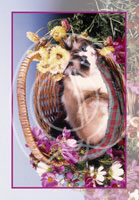Cats and Dogs Wholesale Greeting Cards