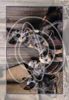 Cats and Dogs Wholesale Greeting Cards