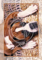 Cats and Dogs Wholesale Greeting Cards