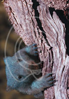 Australian Wildlife Wholesale Greeting Cards