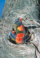 Australian Wildlife Wholesale Greeting Cards